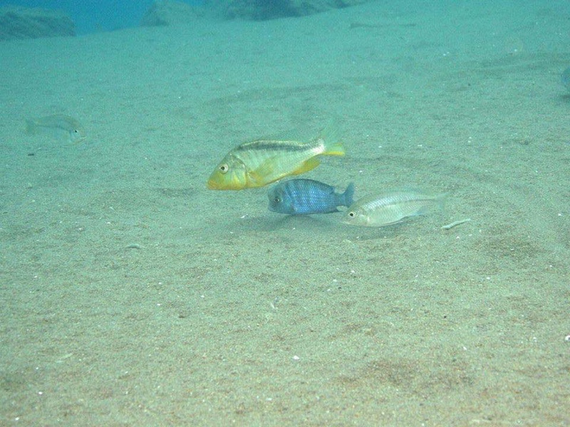 Cyrtocara moorii 'Malopa'